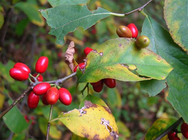 Picture of Lindera benzoin  Spicebush