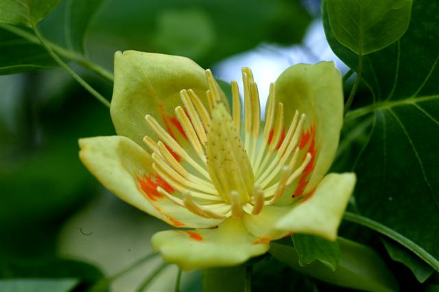 Picture of Liriodendron tulipifera  Tulip Poplar or Tuliptree