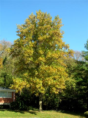 Picture of Liriodendron tulipifera  Tulip Poplar or Tuliptree