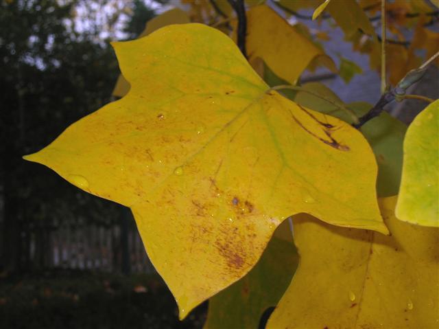 Picture of Liriodendron tulipifera  Tulip Poplar or Tuliptree