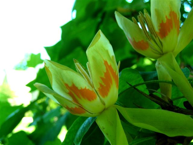 Picture of Liriodendron tulipifera  Tulip Poplar or Tuliptree