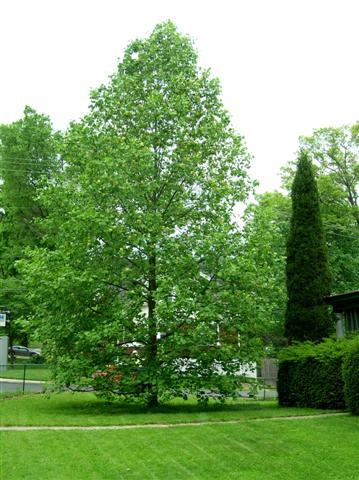 Picture of Liriodendron tulipifera  Tulip Poplar or Tuliptree