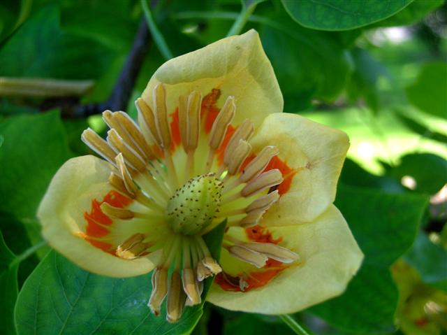 Picture of Liriodendron tulipifera  Tulip Poplar or Tuliptree