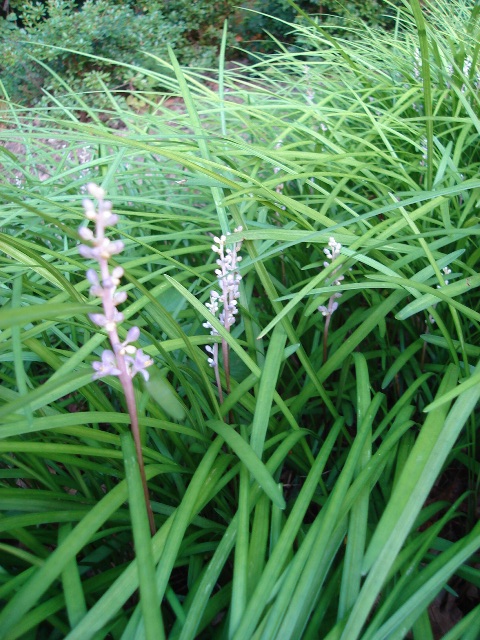 Picture of Liriope spicata  Creeping Lily-turf