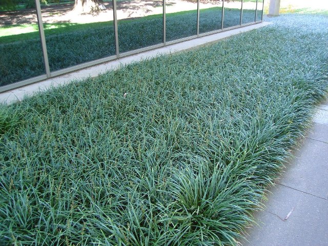 Picture of Liriope spicata  Creeping Lily-turf