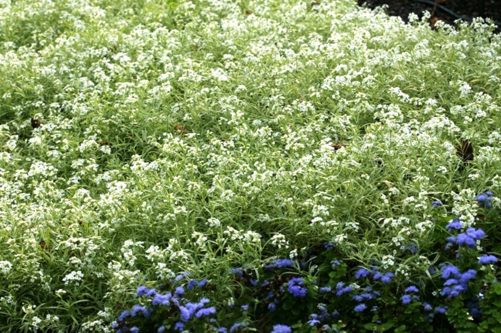 Picture of Lobularia hybrid 'Frosty Knight' Frosty Knight Alyssum