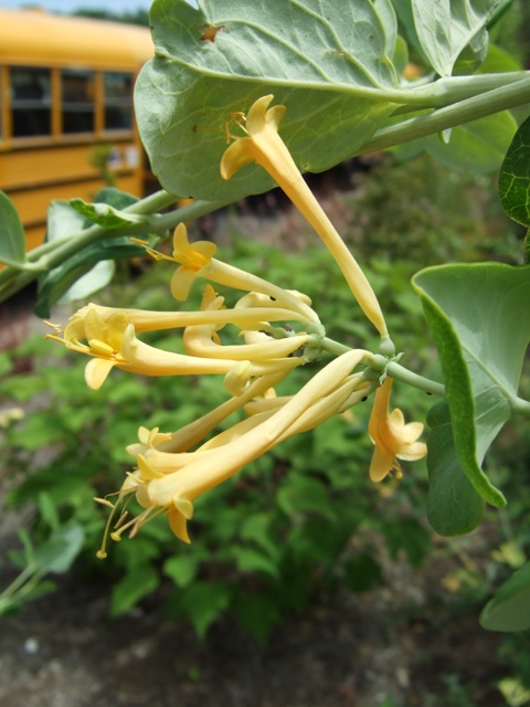 Picture of Lonicera sempervirens 'John Clayton' John Clayton Honeysuckle Vine