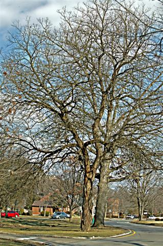 Picture of Maclura pomifera  Osage Orange