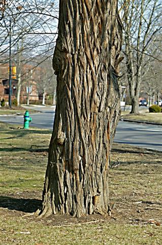 Picture of Maclura pomifera  Osage Orange