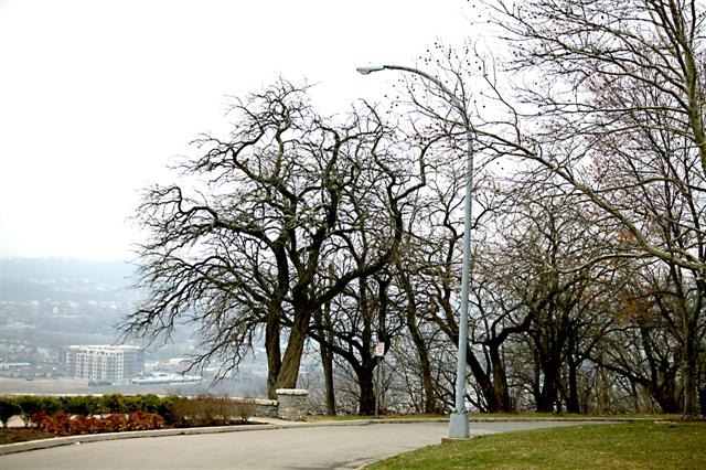 Picture of Maclura pomifera  Osage Orange