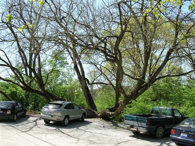 Picture of Maclura pomifera  Osage Orange