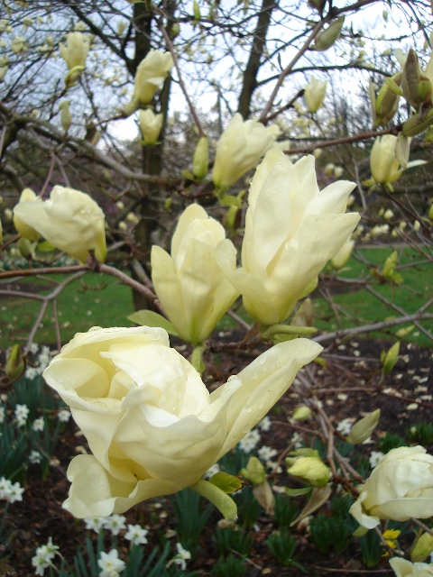 Picture of Magnolia x 'Elizabeth' Elizabeth Magnolia