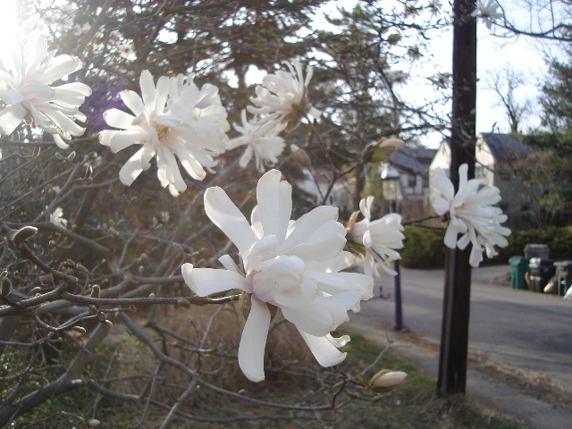 Picture of Magnolia stellata  Star Magnolia