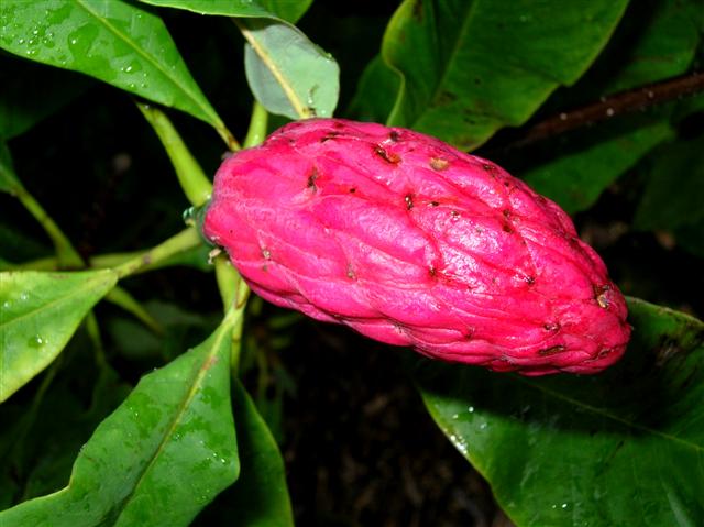 Picture of Magnolia acuminata  Cucumbertree Magnolia