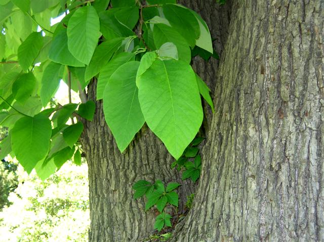 Picture of Magnolia acuminata  Cucumbertree Magnolia