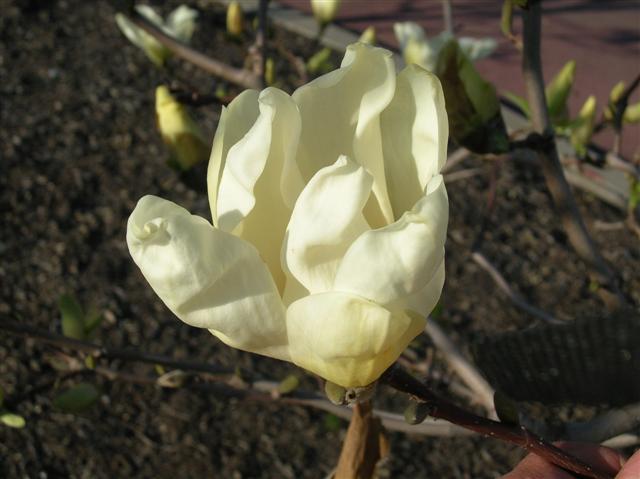 Picture of Magnolia x 'Butterflies'  Butterflies Magnolia