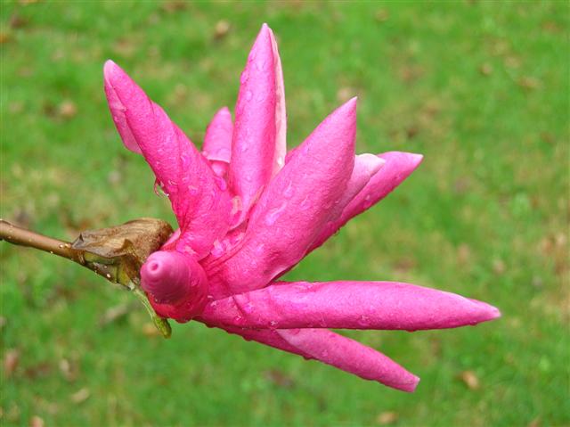 Picture of Magnolia x 'Galaxy'  Galaxy Magnolia