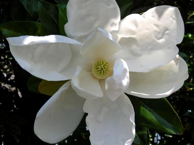 Picture of Magnolia grandiflora  Southern Magnolia