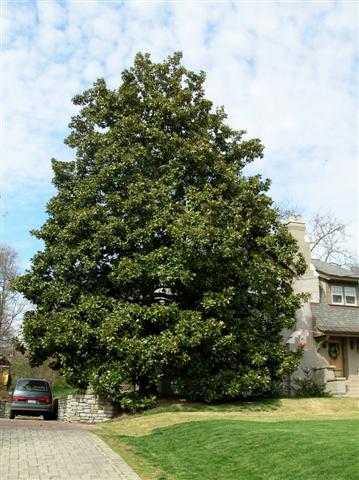 Picture of Magnolia grandiflora  Southern Magnolia