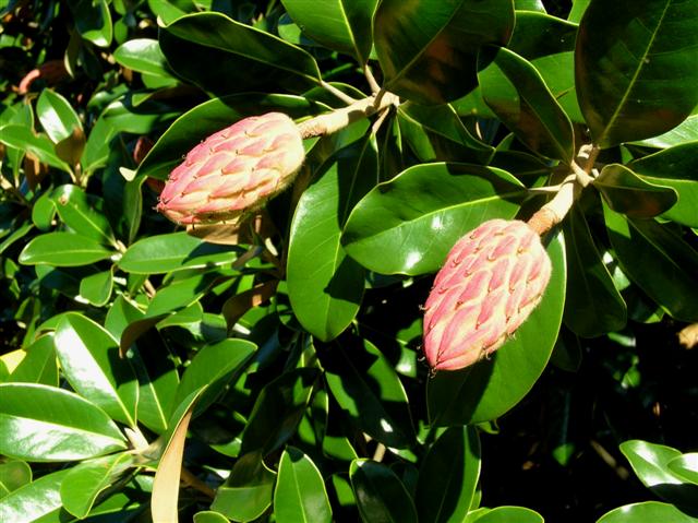 Picture of Magnolia grandiflora  Southern Magnolia