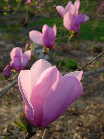 Picture of Magnolia x liliiflora 'Jane' Jane Magnolia