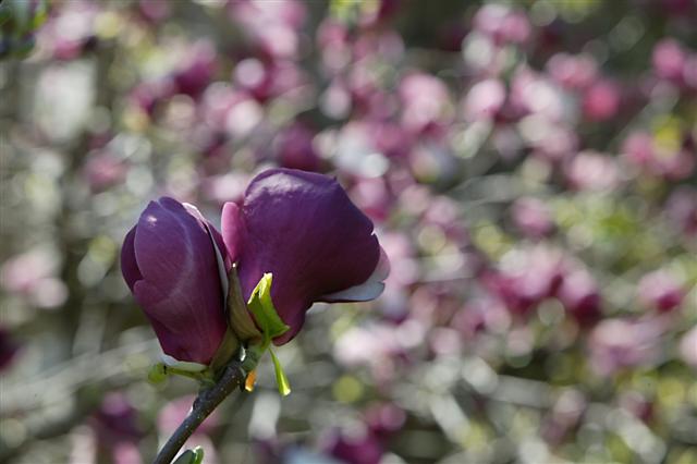 Picture of Magnolia liliiflora 'Nigra' Purple Lily Magnolia