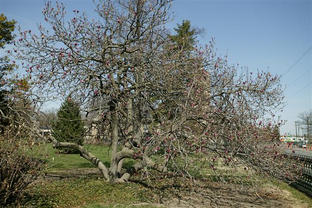 Picture of Magnolia%20liliiflora%20'Nigra'%20Purple%20Lily%20Magnolia