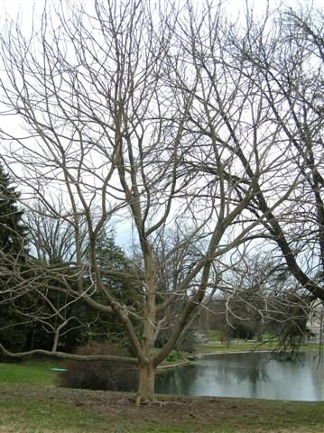 Picture of Magnolia macrophylla  Bigleaf Magnolia