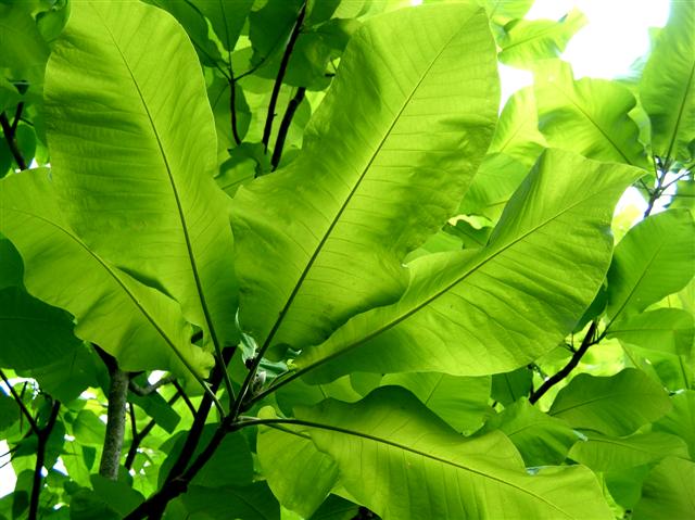 Picture of Magnolia macrophylla  Bigleaf Magnolia