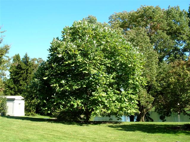 Picture of Magnolia macrophylla  Bigleaf Magnolia
