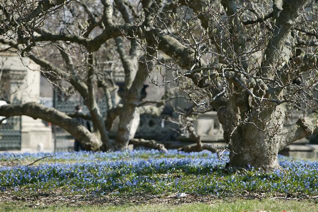 Picture of Magnolia x soulangeana  Saucer Magnolia