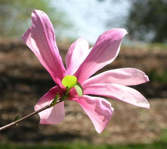 Picture of Magnolia x 'Galaxy'  Galaxy Magnolia