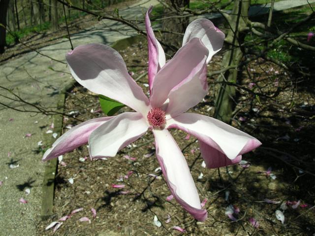 Picture of Magnolia x 'Galaxy'  Galaxy Magnolia