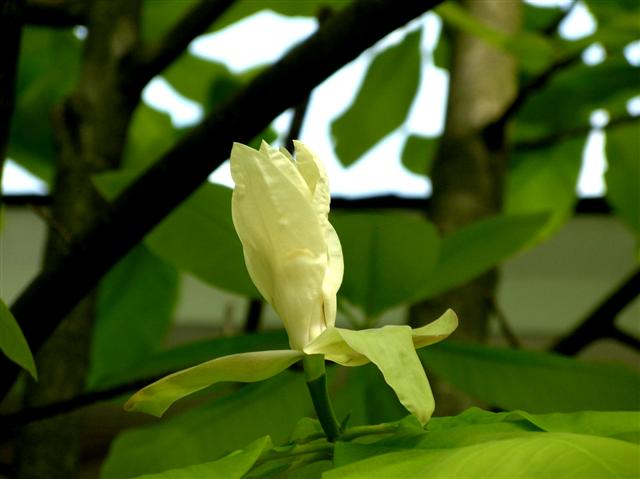 Picture of Magnolia tripetala  Umbrella Magnolia
