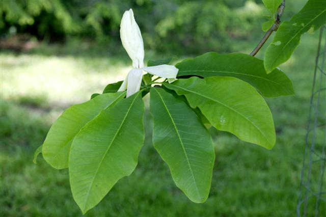 Picture of Magnolia tripetala  Umbrella Magnolia