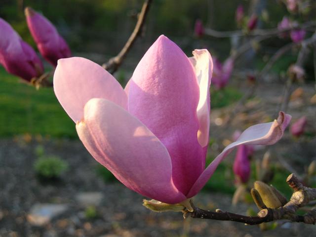 Picture of Magnolia x liliiflora 'Jane' Jane Magnolia