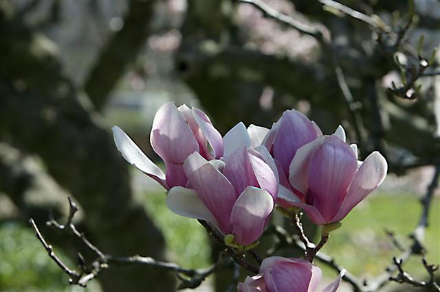 Picture of Magnolia x soulangeana  Saucer Magnolia