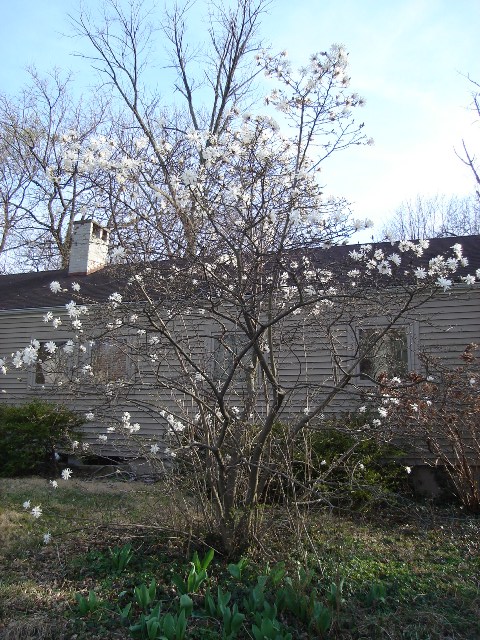 Picture of Magnolia stellata  Star Magnolia