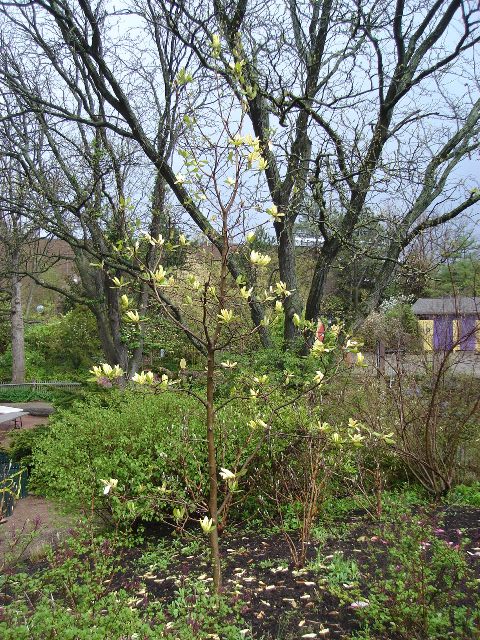 Picture of Magnolia x 'Sunburst' Sunburst Magnolia