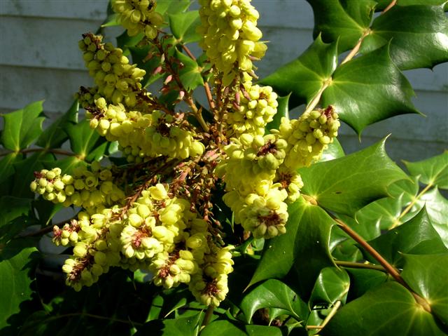 Picture of Mahonia%20bealei%20%20Leatherleaf%20Mahonia