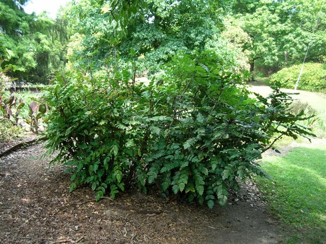 Picture of Mahonia bealei  Leatherleaf Mahonia