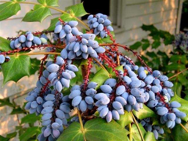 Picture of Mahonia bealei  Leatherleaf Mahonia