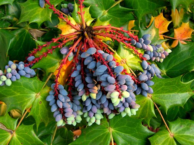 Picture of Mahonia bealei  Leatherleaf Mahonia