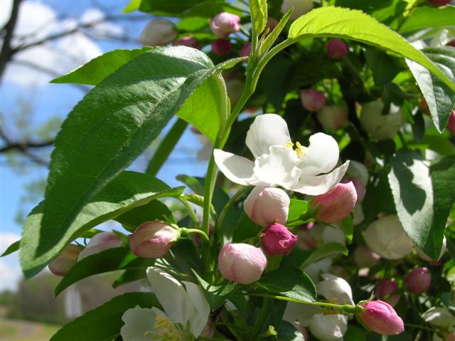 Picture of Malus sp. 'Donald Wyman' Donald Wyman Crabapple