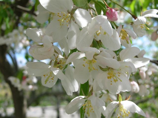 Picture of Malus sp. 'Donald Wyman' Donald Wyman Crabapple