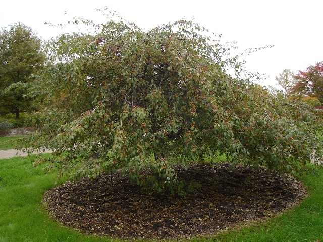 Picture of Malus sp. 'Louisa' Louisa Crabapple