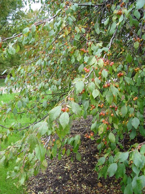 Picture of Malus sp. 'Louisa' Louisa Crabapple