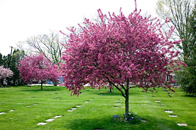 Malus sp. malusprairiefire042608sg2(Small).jpg