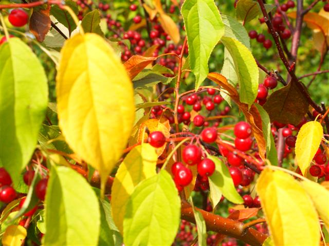 Picture of Malus sp. 'Red Jade' Red Jade Weeping Crabapple