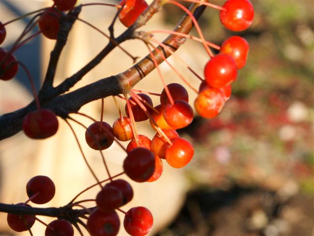 Picture of Malus sp. 'Snowdrift' Snowdrift Crabapple